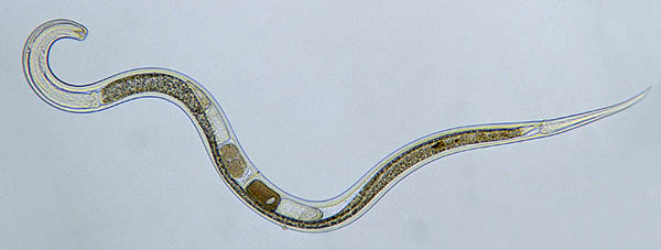 worm under microscope
