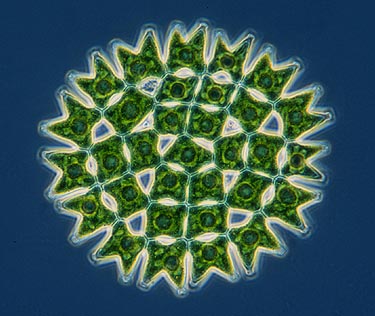 Green Algae Cell
