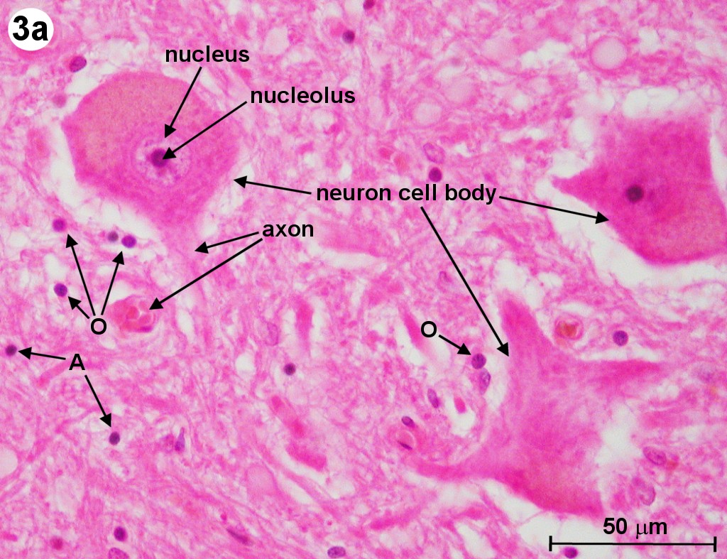 sensory neurons microscope