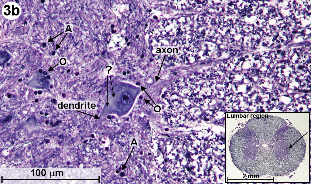 nerve cells under microscope