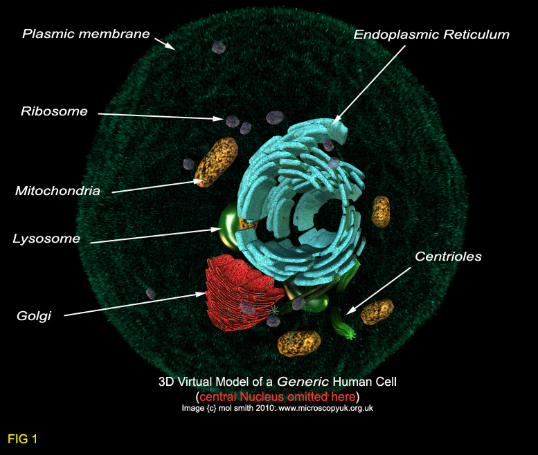 human cell diagram