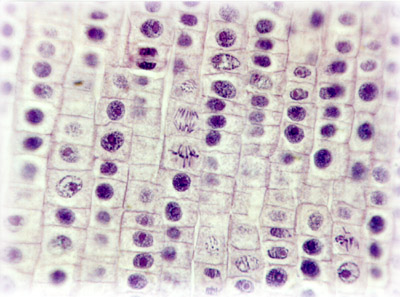 animal cell mitosis microscope