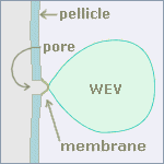 wev parts labeled