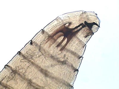 larva's head