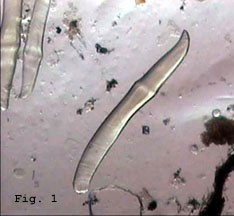 earthworm microscope