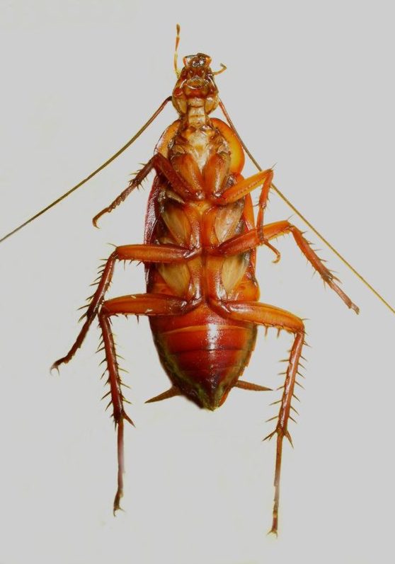 04 -cockroach