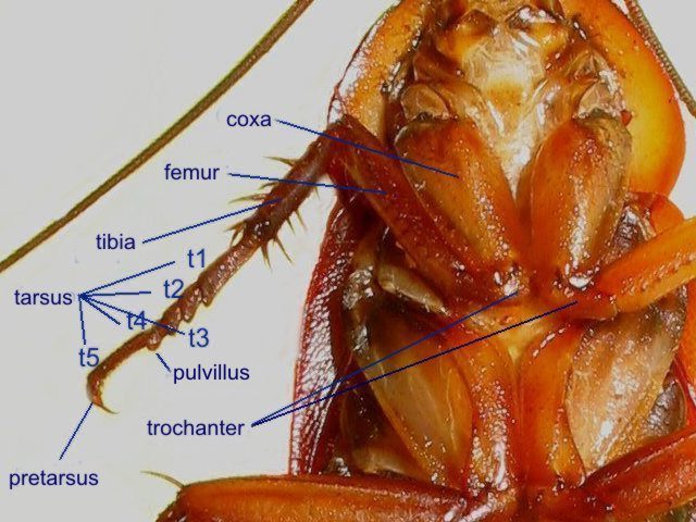 mouthparts of cockroach