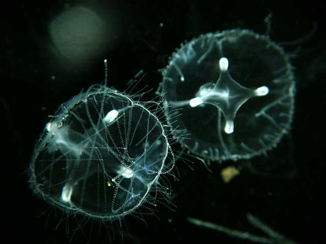 two female medusae