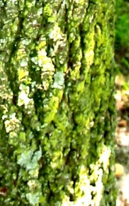 Fluffier lichen on tree