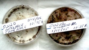 Petri Dish Suspensions of Lichen (left) and Moss (right)