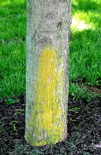 Yellow lichen on tree