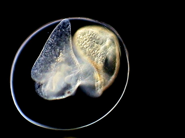 018 - camara embryo