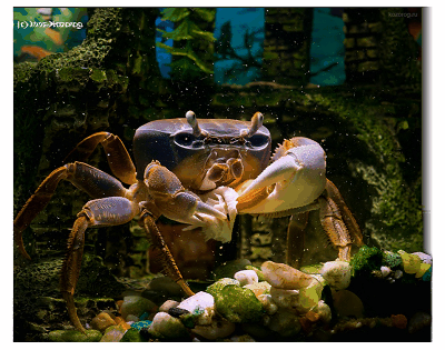 Rainbow crab by Irina