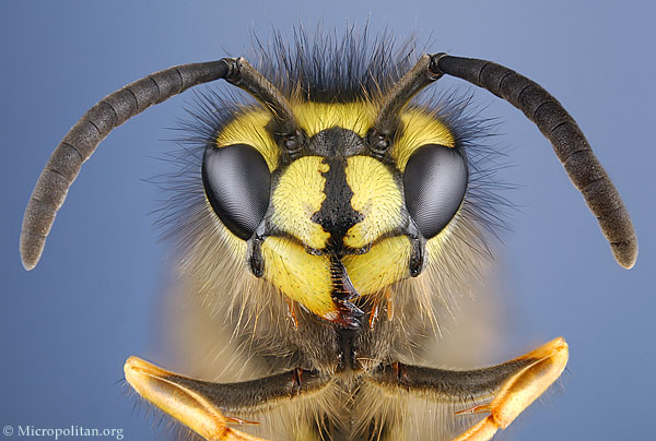 Wasps Face